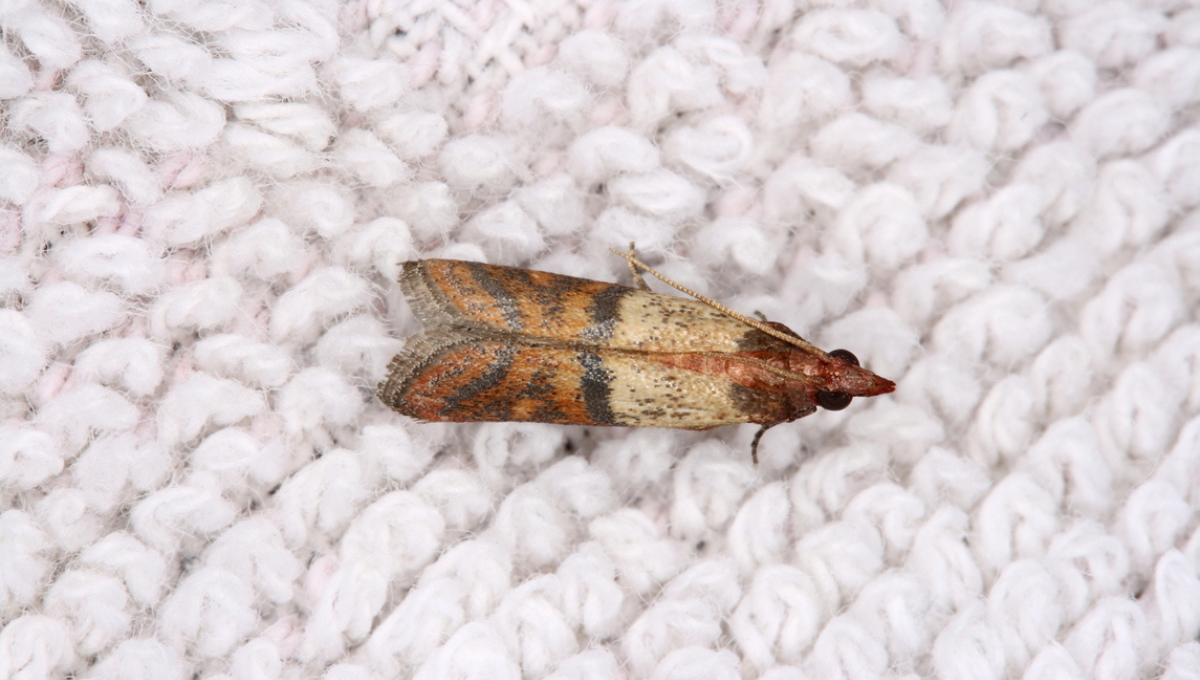 Evita las polillas en el placard sin usar naftalina