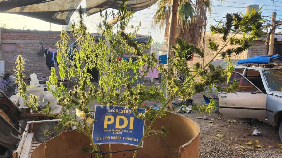 La Policía detuvo a 2 personas y secuestraron plantas de marihuana, armas y 1 fiat duna que tenía pedido de captura por estafa.
