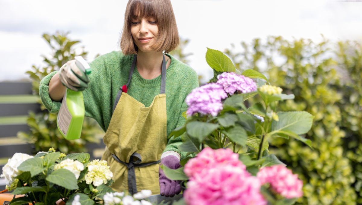 Truco casero para eliminar los pulgones de las plantas Truco casero para eliminar los pulgones de las plantas