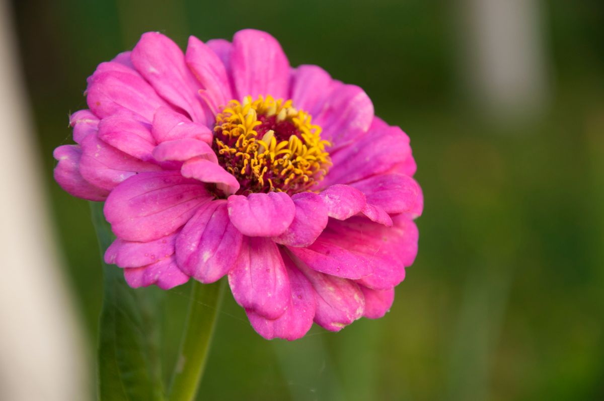 Siembre semillas de zinnias para tener un jardín alucinante y lleno de flores.