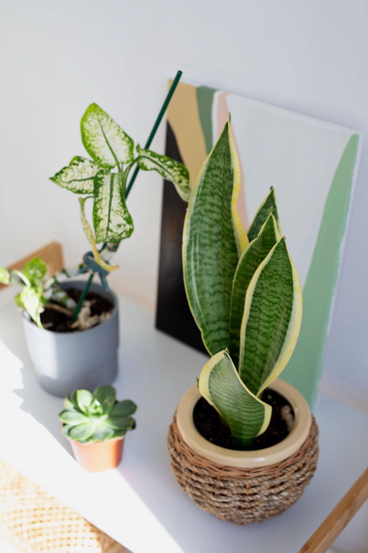 La sansevieria trifasciata es conocida como "lengua de suegra". Imagen de Freepik. La sansevieria trifasciata es conocida como "lengua de suegra". Imagen de Freepik. 