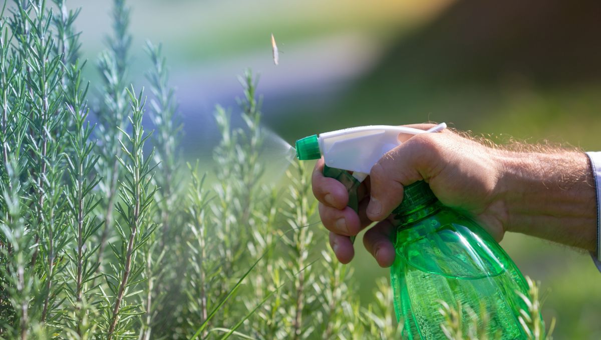 El abono casero que hará crecer tu planta de romero 