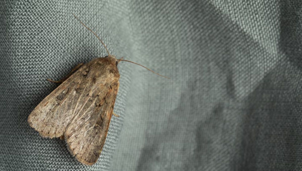 Cuando aparecen algunos animales peque&ntilde;os representan significados positivos.