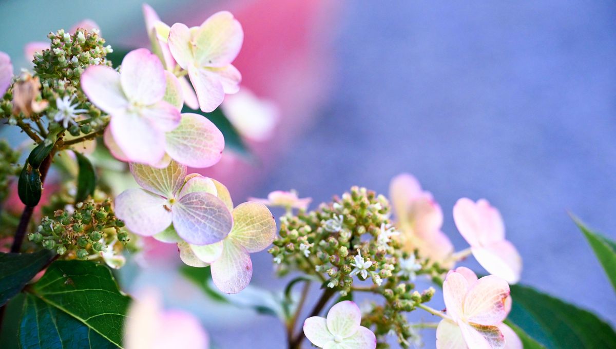 Esta palabra sirve para describir acciones y se puede usar como sustantivo que reemplaza a la palabra flor. Esta palabra sirve para describir acciones y se puede usar como sustantivo que reemplaza a la palabra flor.