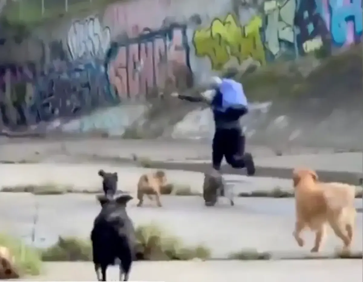 Los perros se transformaron en héroes en Australia. Los perros se transformaron en héroes en Australia.
