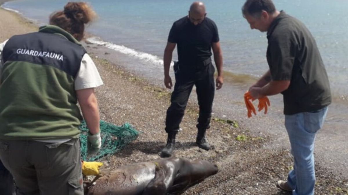 El Lobo Marino fue matado a golpes.
