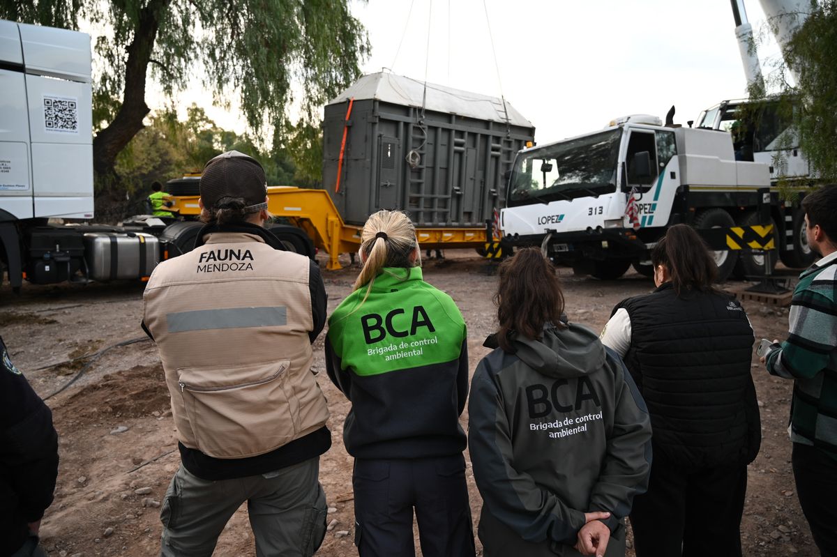 Un equipo la acompañó y guió su preparación para poder trasladarla a Brasil. Un equipo la acompañó y guió su preparación para poder trasladarla a Brasil.