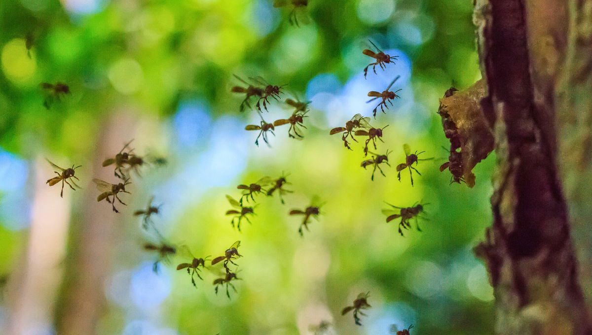 Esta especie viven en colonias complejas y tienen un profundo valor cultural para muchos pueblos indígenas. Esta especie viven en colonias complejas y tienen un profundo valor cultural para muchos pueblos indígenas.