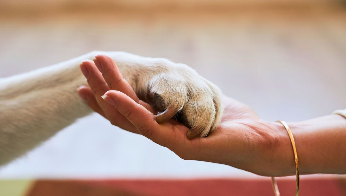 "Creo que la pérdida y el duelo bien llevado te abren el corazón a la empatía con lo que sufren otros y a no negarte ese amor tan puro e incondicional que es el de los animales". "Creo que la pérdida y el duelo bien llevado te abren el corazón a la empatía con lo que sufren otros y a no negarte ese amor tan puro e incondicional que es el de los animales".