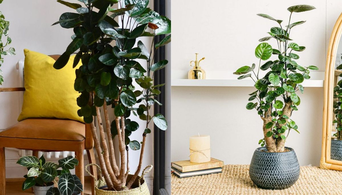 Es probable que cada dos años necesite un trasplante. Es probable que cada dos años necesite un trasplante.