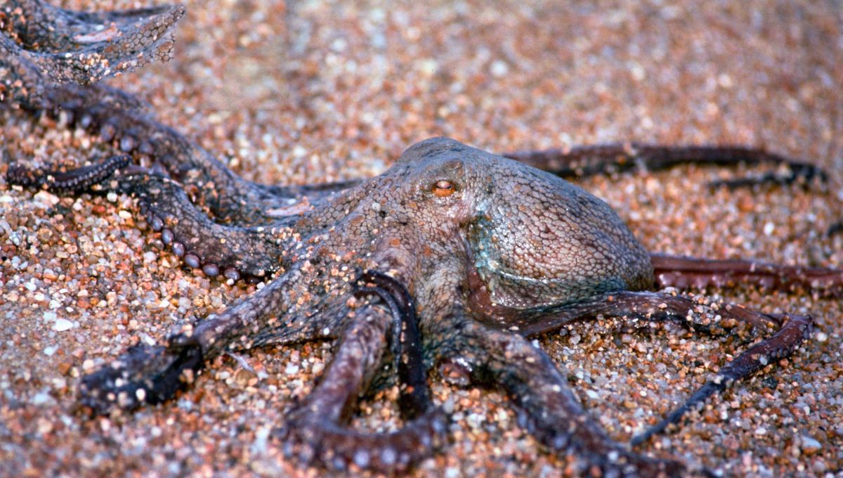 Los pulpos tienen cuerpos invertebrados capaces de colarse por peque&ntilde;as grietas, cambian de color gracias a la fina percepci&oacute;n de sus tent&aacute;culos y son capaces de desaparecer tras un r&iacute;o de tinta.&nbsp;