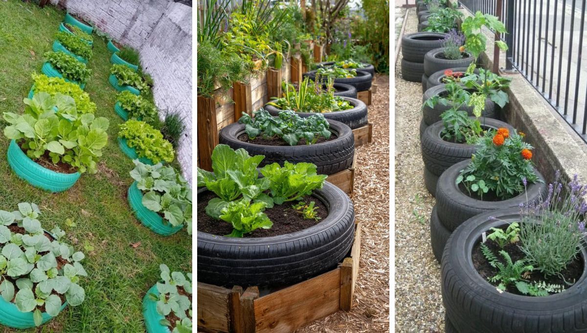 El neumático puede convertirse en un huerto para el jardín. El neumático puede convertirse en un huerto para el jardín. 