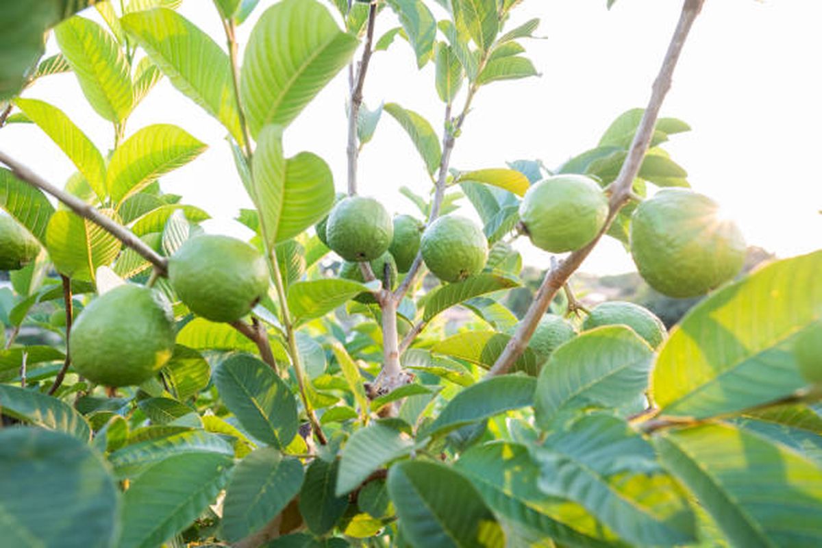 Todos deberían tener esta planta medicinal en su jardín.