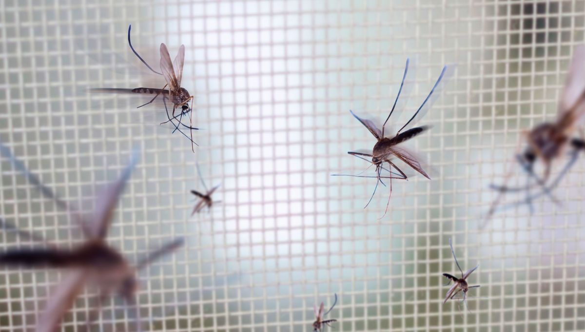 La tela mosquitera es efectiva contra el ingreso de los mosquitos en casa. La tela mosquitera es efectiva contra el ingreso de los mosquitos en casa.