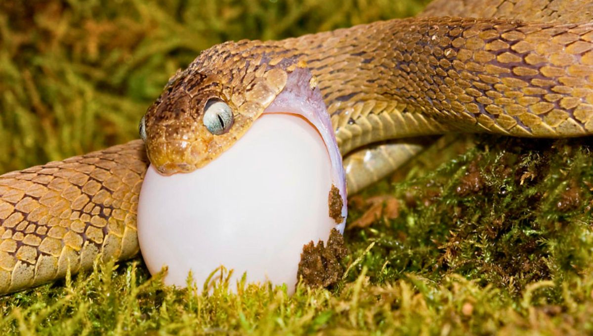 Viscosas, resbaladizas y altamente peligrosas, esta es una de las especies animales más mortíferas del mundo. Foto Anipedia