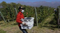 Coronavirus en Mendoza: Cobos pidió a la Nación que disponga medidas de ayuda para la agroindustria