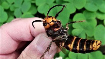 Video: así decapitan a las abejas las 