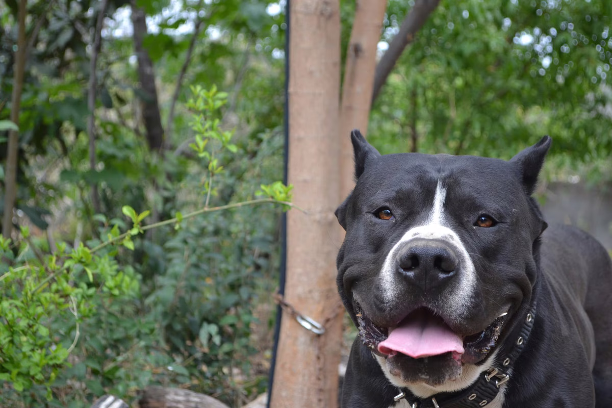 Maltrato animal. Un policía asesinó a un perro con su arma reglamentaria. Maltrato animal. Un policía asesinó a un perro con su arma reglamentaria.