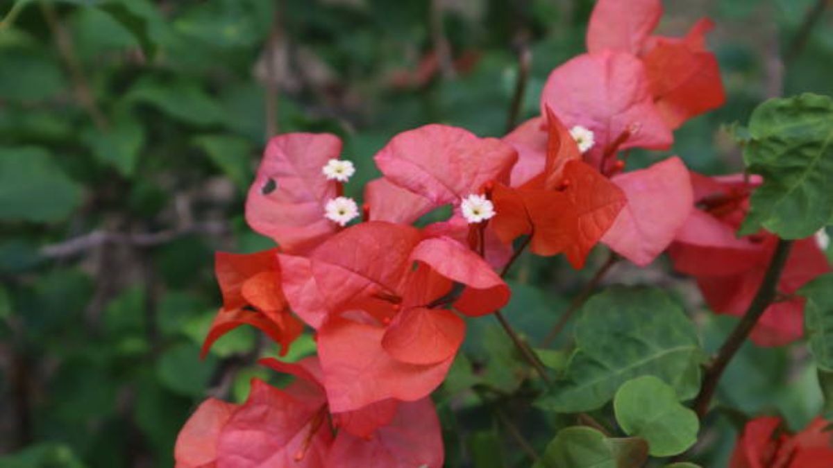 Si quieres disfrutar de la belleza de esta planta, aplícale un abono casero rico en nutrientes. Foto: Unsplash Si quieres disfrutar de la belleza de esta planta, aplícale un abono casero rico en nutrientes. Foto: Unsplash