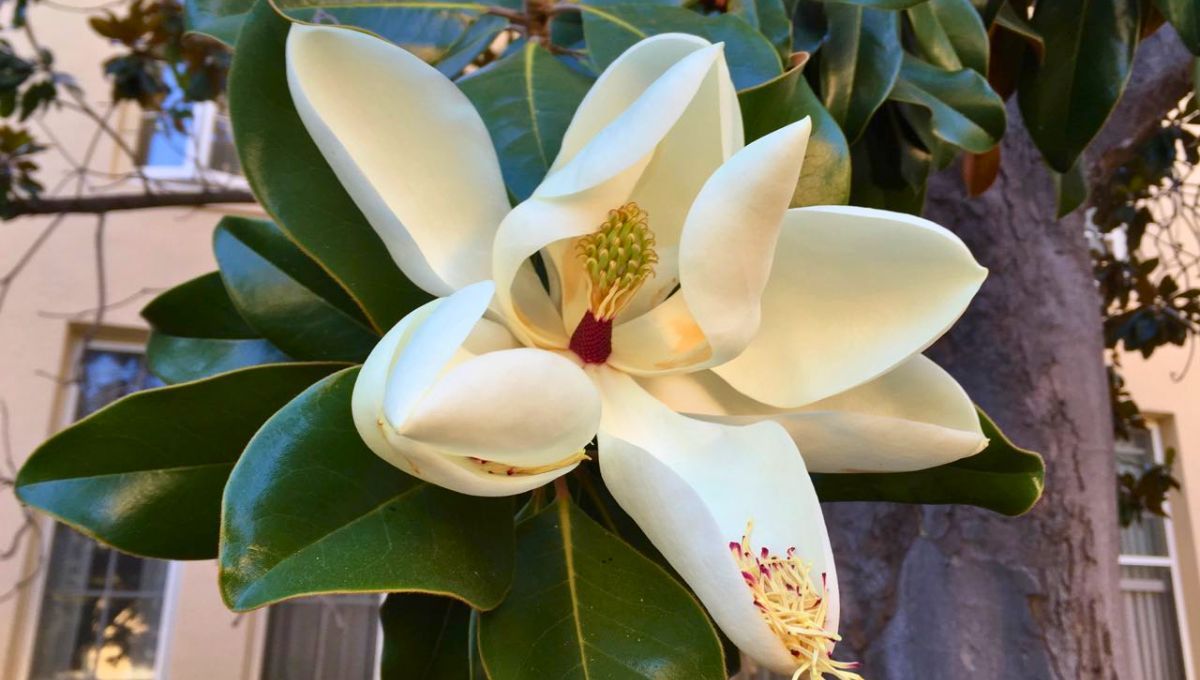 El árbol perfecto para el jardín de casa