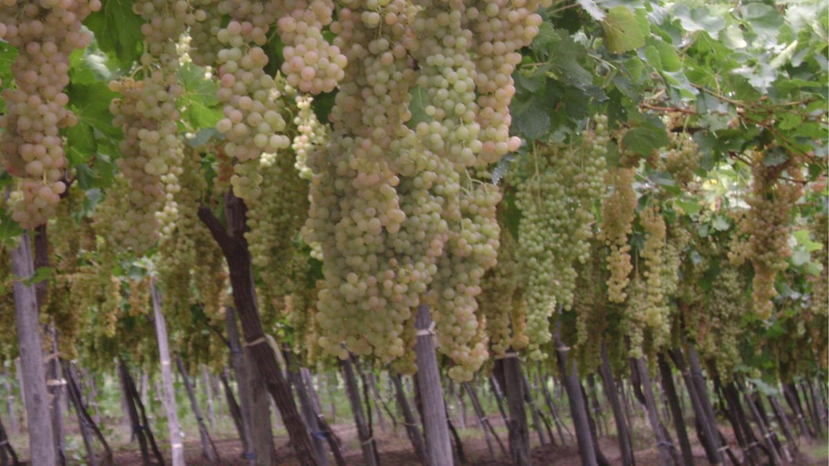 Estados Unidos mantuvo a los históricos en el reparto de los cupos para la exportación de mosto.