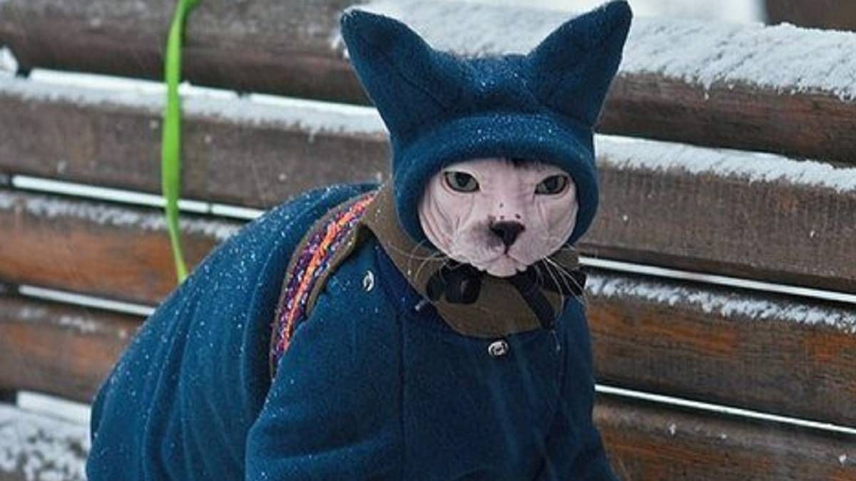 Cuál es la mejor forma de abrigar a un gato en invierno, según expertos Cuál es la mejor forma de abrigar a un gato en invierno, según expertos