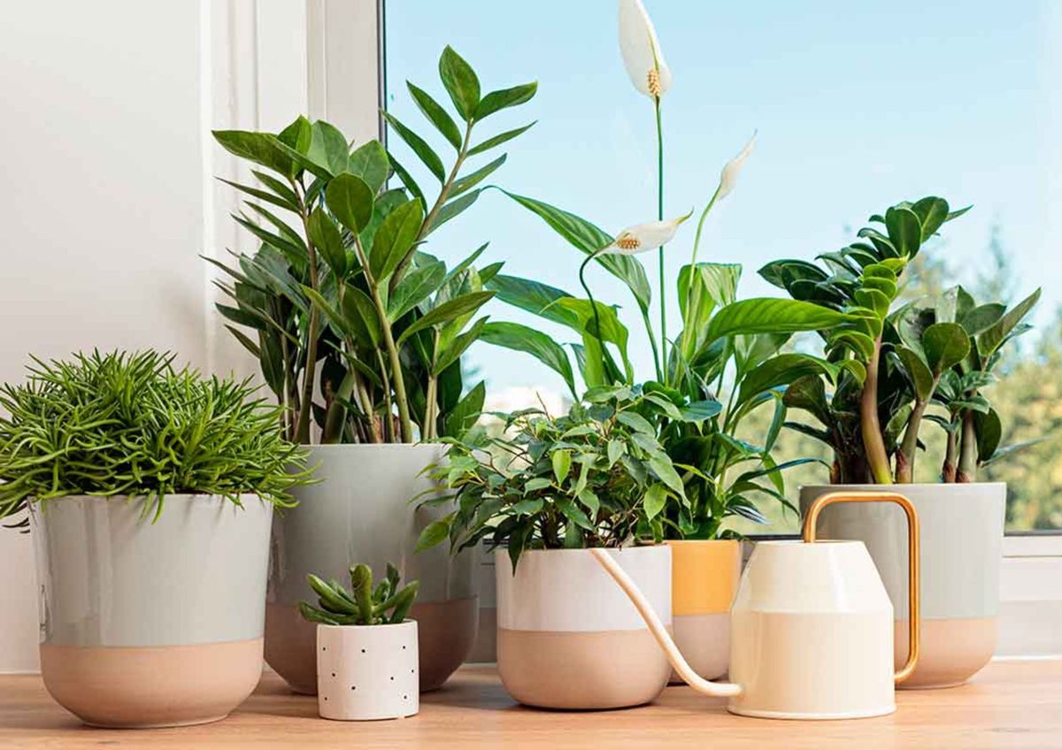 Las mejores plantas para tu oficina