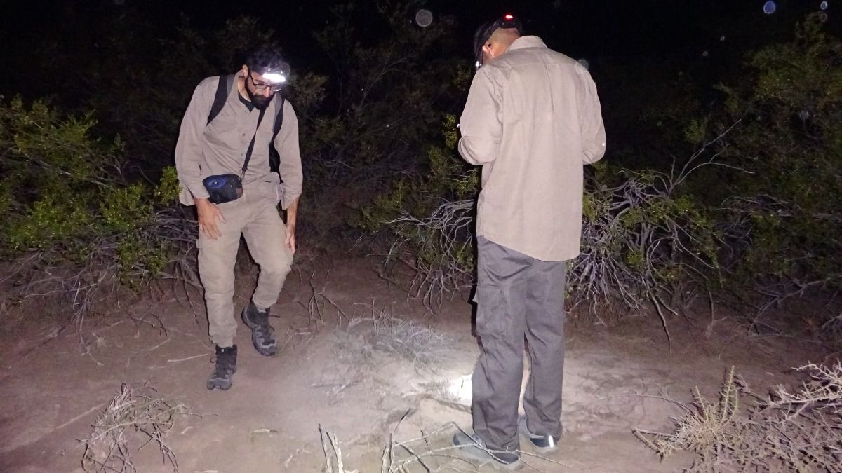 En Ñacuñán (Santa Rosa), buena parte de la actividad de los seres vivos se realiza de noche, porque de día el sol es tremendo. En Ñacuñán (Santa Rosa), buena parte de la actividad de los seres vivos se realiza de noche, porque de día el sol es tremendo.