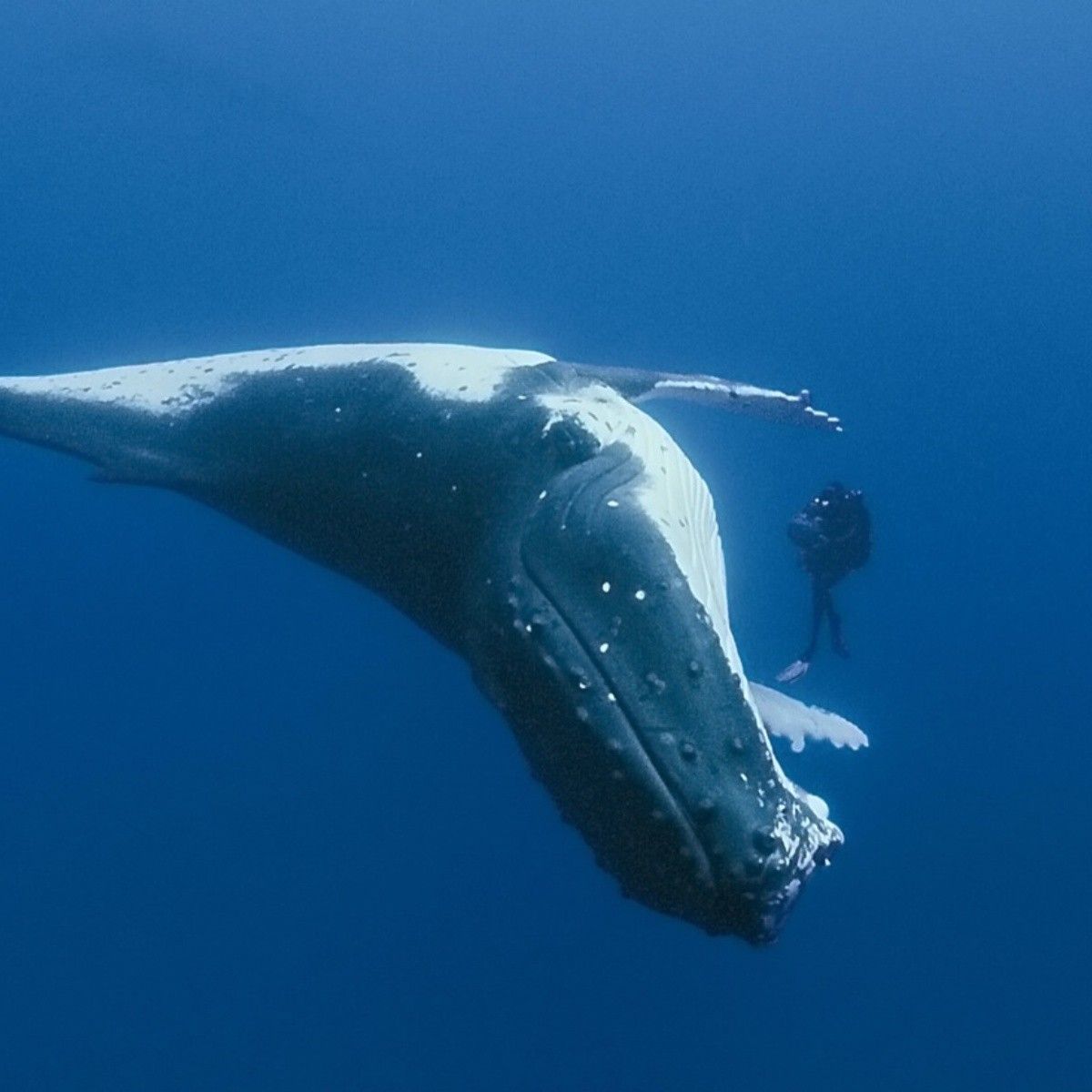 Descubrimiento después de 200.000 horas evidencia la inteligencia de las ballenas Descubrimiento después de 200.000 horas evidencia la inteligencia de las ballenas
