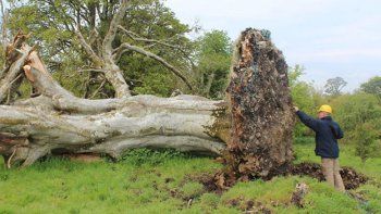 Un árbol caído reveló un esqueleto de hace 1.000 años