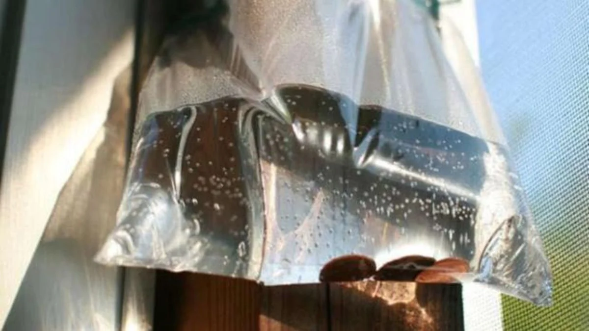 Este truco casero es altamente recomendado, pero lo cierto es que no tiene evidencia científica alguna. Este truco casero es altamente recomendado, pero lo cierto es que no tiene evidencia científica alguna.