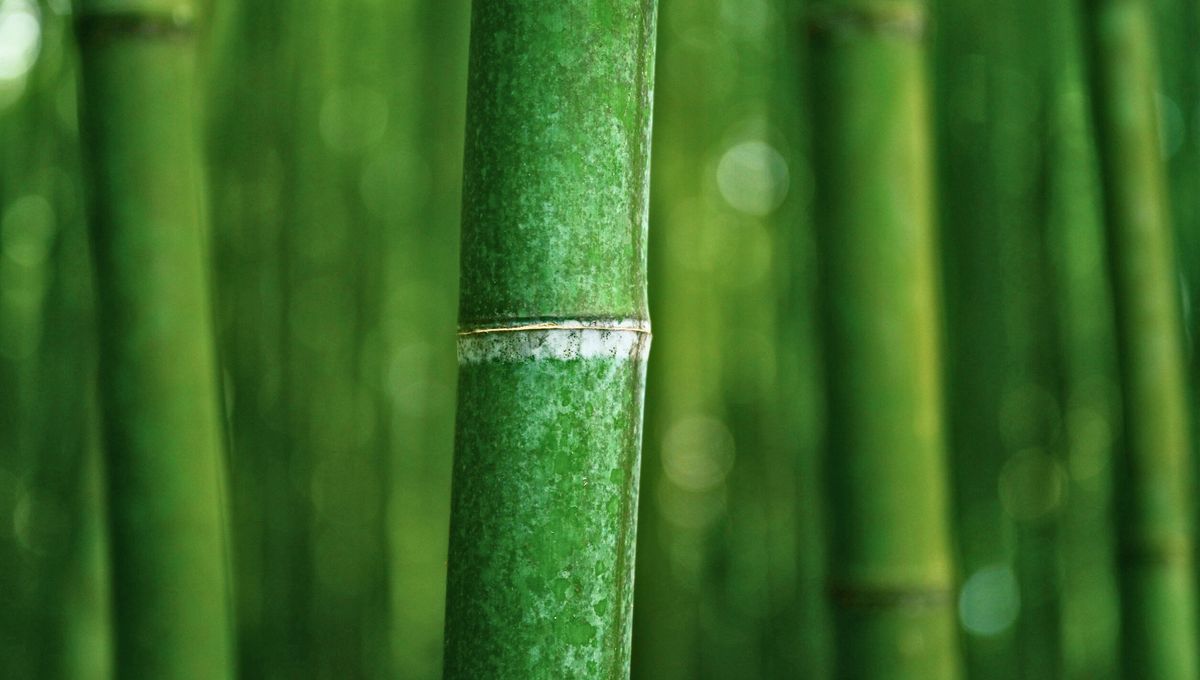 En ciertos climas y condiciones es una planta muy resistente y duradera En ciertos climas y condiciones es una planta muy resistente y duradera