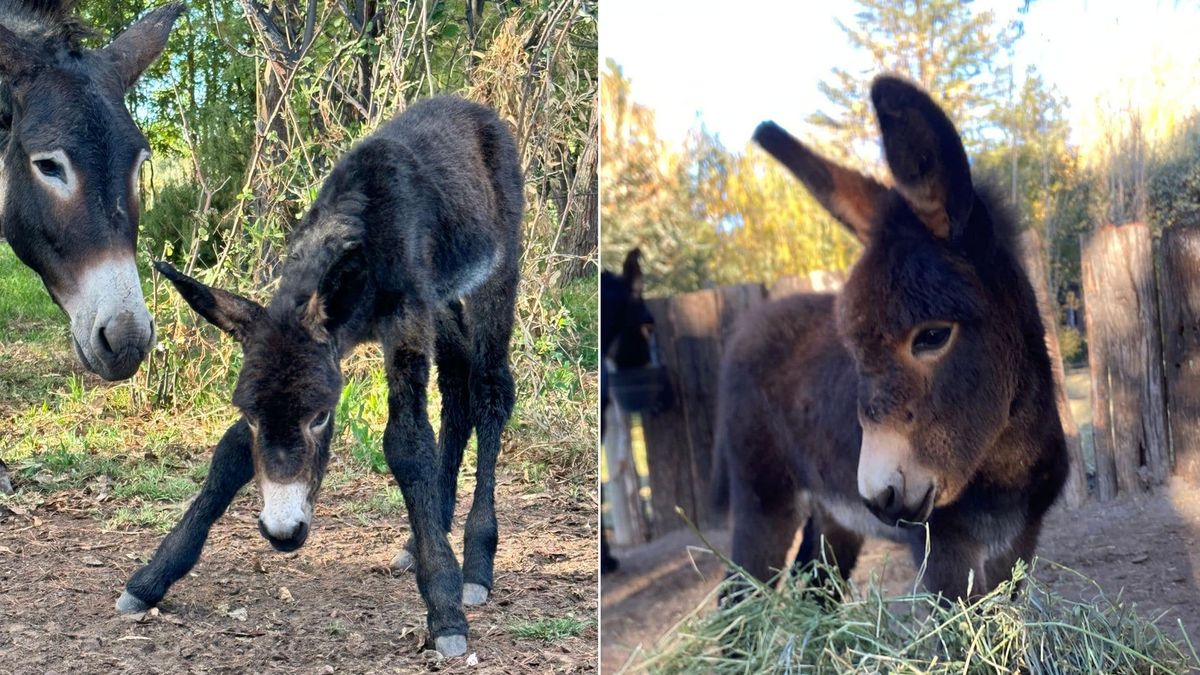 Aseguraron que la finca está en una zona rodeada de otras fincas privadas y de difícil acceso, por lo que no descartan que quien se la llevó fue alguien que conoce el lugar. Aseguraron que la finca está en una zona rodeada de otras fincas privadas y de difícil acceso, por lo que no descartan que quien se la llevó fue alguien que conoce el lugar.