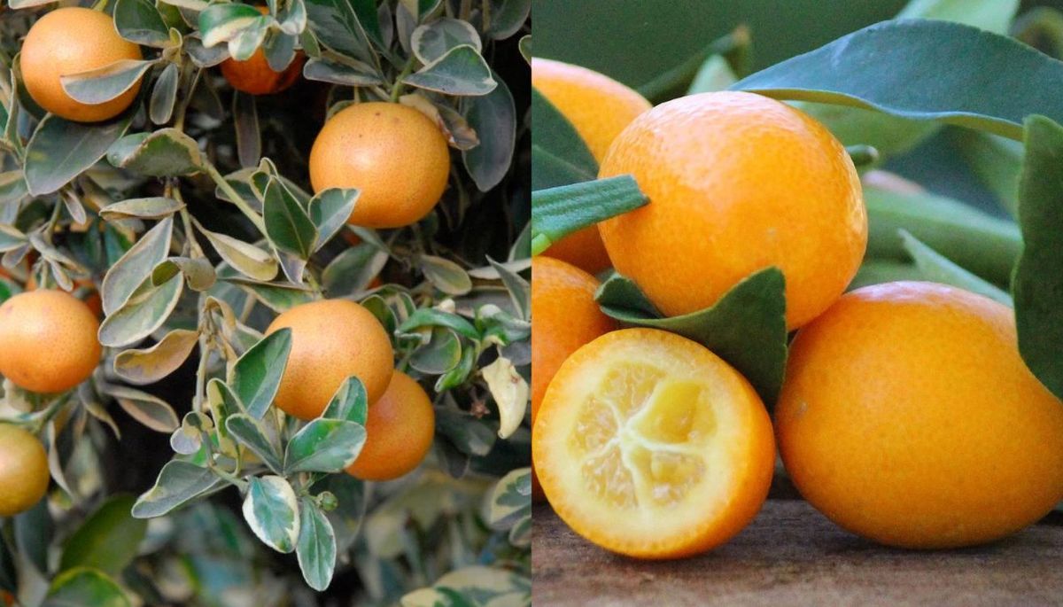 Los kumquats son plantas de hoja perenne con un follaje denso y tupido. Los kumquats son plantas de hoja perenne con un follaje denso y tupido.