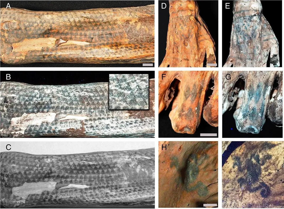 Una nueva técnica permitió llegar al descubrimiento. Una nueva técnica permitió llegar al descubrimiento.