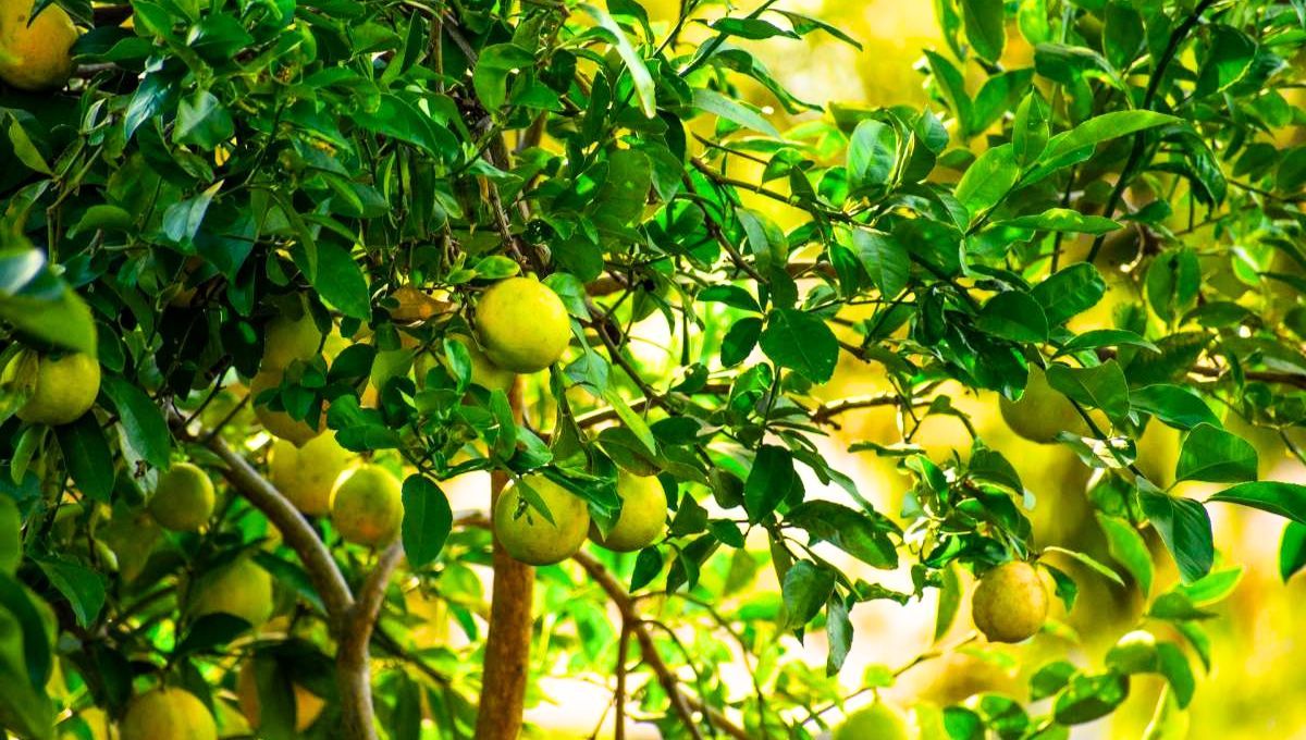 El limonero es uno de los árboles más reconocidos dentro del mundo de la jardinería