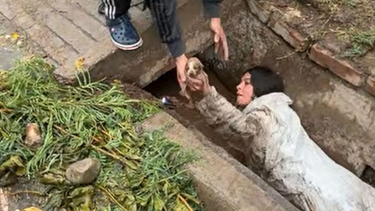 Otra imagen del rescate de los perritos aquí con la valiente acción de Celeste. Otra imagen del rescate de los perritos aquí con la valiente acción de Celeste.