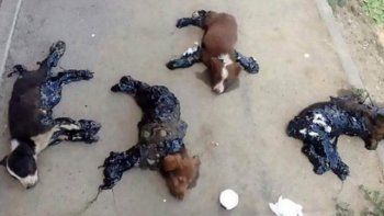 Aberrante: bañaron en alquitrán a cachorros para que se queden pegados al piso