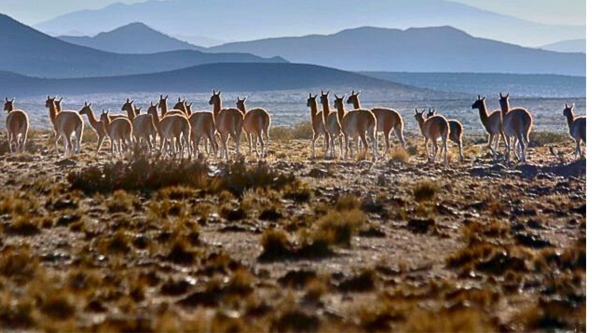 Cada año, una población de entre 25.000 y 40.000 guanacos migran por supervivencia en la zona de La Payunia, en Malargüe. Foto: Gobierno de Mendoza