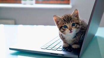 Qué significa que tu gato se acueste sobre tu computadora y por qué es algo positivo Qué significa que tu gato se acueste sobre tu computadora y por qué es algo positivo