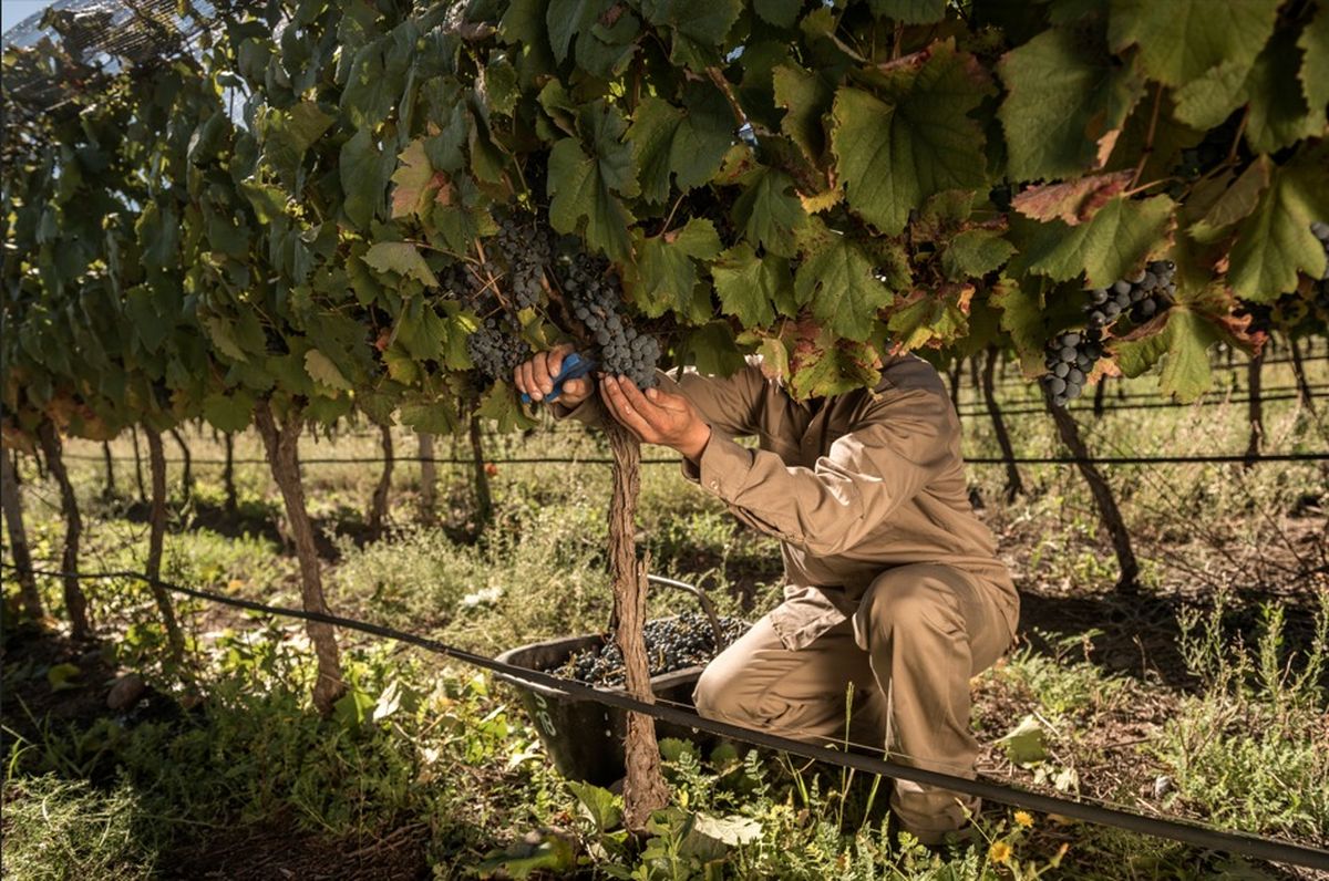 El Grupo Fecovita obtuvo una nueva distinción.