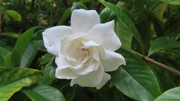 La gardenia es una planta que se destaca por su aroma y sus opulentas flores.