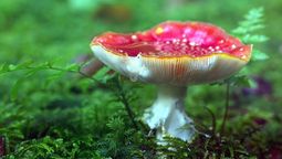 La ciencia propone que estas proteínas naturales podrían reemplazar al yoduro de plata en las operaciones de siembra de nubes, ofreciendo una alternativa biodegradable y libre de toxicidad para gestionar el tiempo meteorológico y mitigar los efectos de las sequías en diversas regiones del mundo.