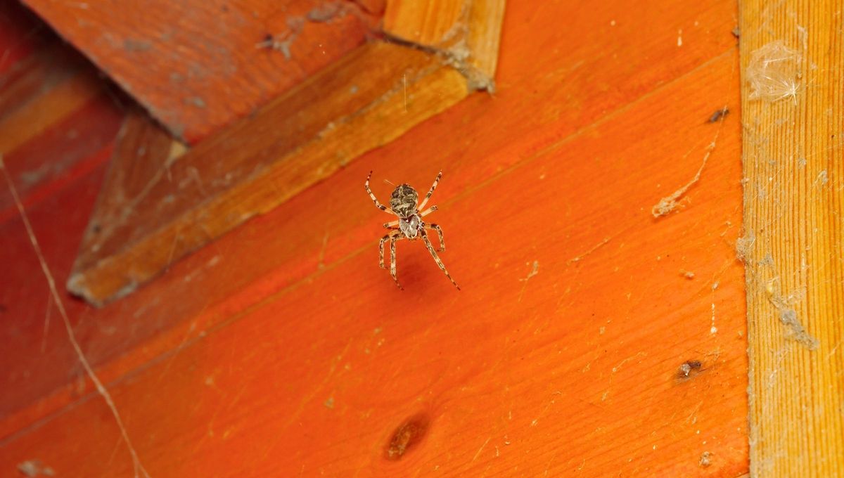 Las arañas son una de las plagas más comunes en casa. Las arañas son una de las plagas más comunes en casa.