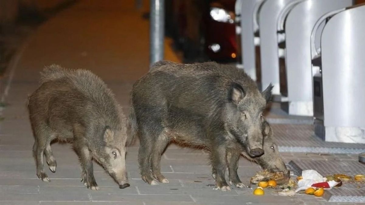 Un depredador silencioso: la peligrosa plaga que invade la Patagonia y fue furor en Mendoza