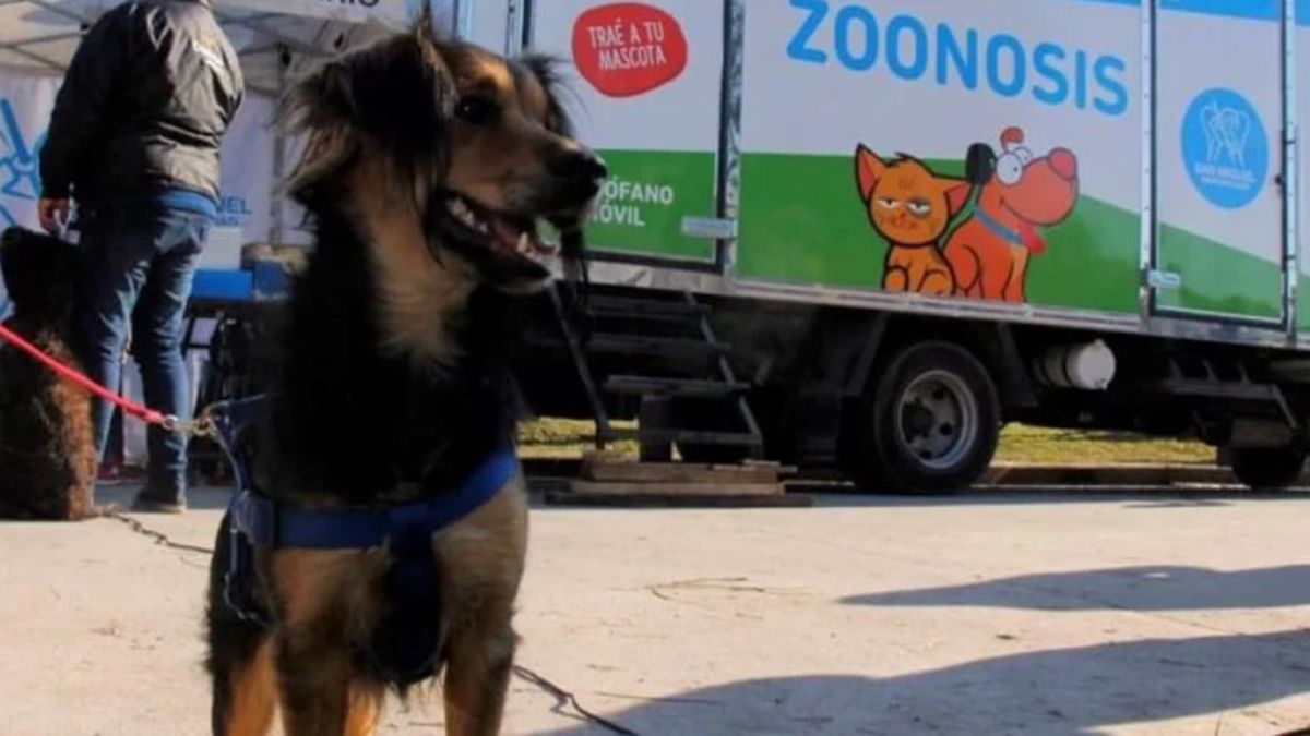 Vacunación: para proteger a personas y animales ante ciertas enfermedades es lo más efectivo