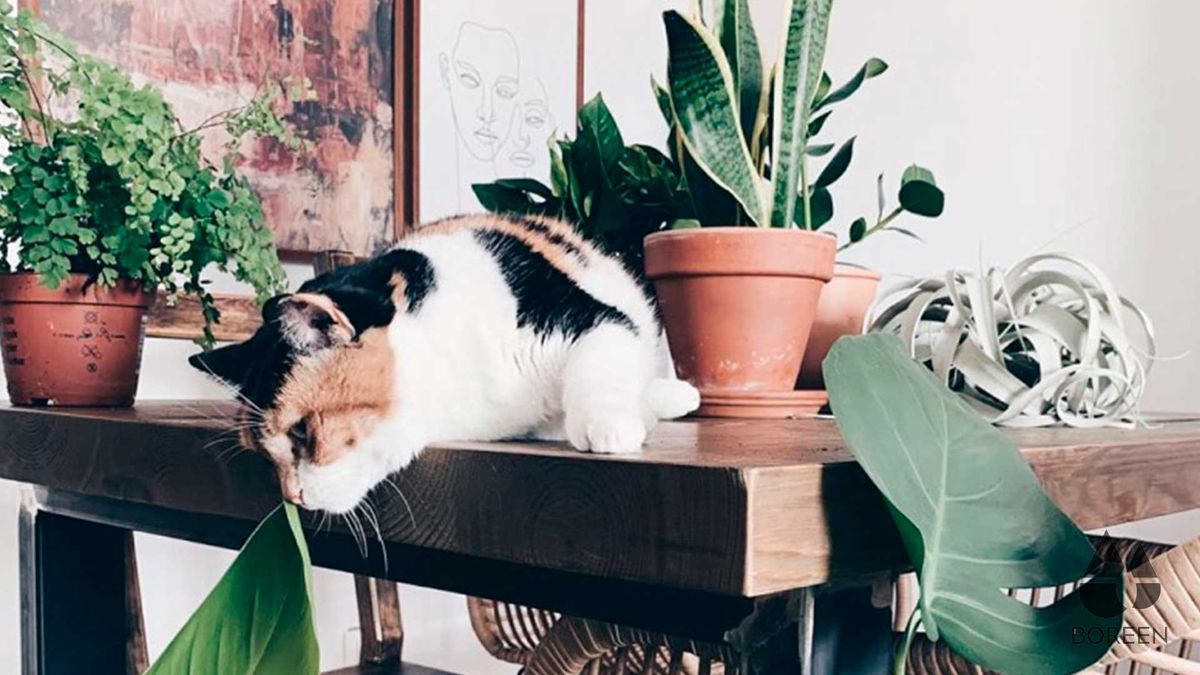 Plantas de interior inofensivas para nuestras mascotas Plantas de interior inofensivas para nuestras mascotas