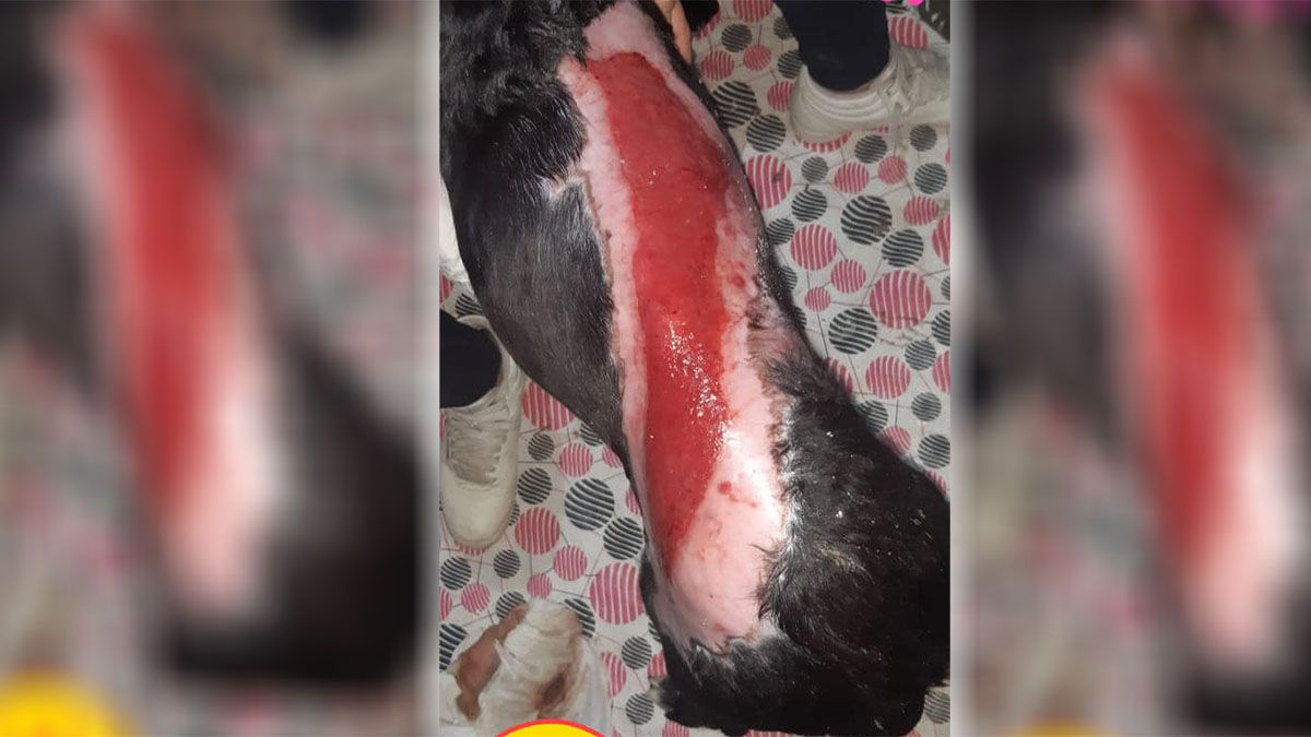 Organizan una rifa para la perrita encontrada despellejada