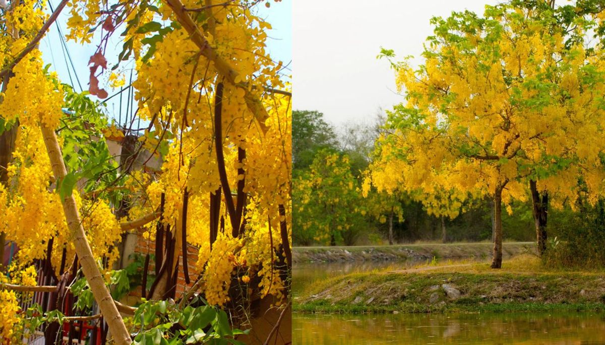 Si quieres cultivar un árbol que se llena de flores, la Cassia fistula es una opción ideal. Imagen: Freepik. Si quieres cultivar un árbol que se llena de flores, la Cassia fistula es una opción ideal. Imagen: Freepik.