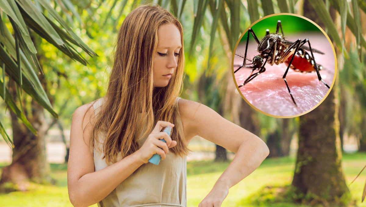 Dengue: revelan la gran preocupación sobre el mosquito para el invierno